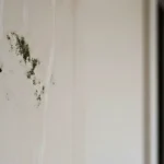 tembok lembab dasn berjamur